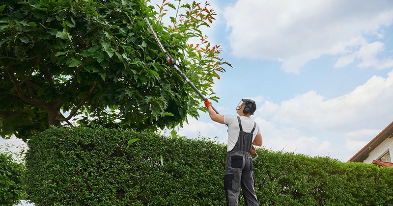 Landscaper Trimming a Tree