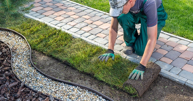 Male Landscaper Laying Grass