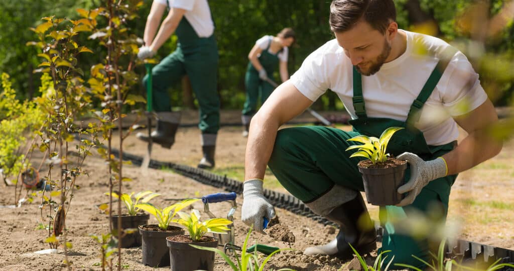 Male-landscaper-planting-plants-with-other-workers-in-the-back